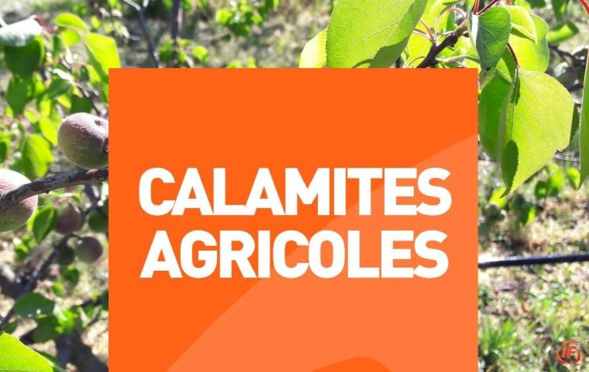 calamites-agricoles-gel-du-8-avril-2021-163066339